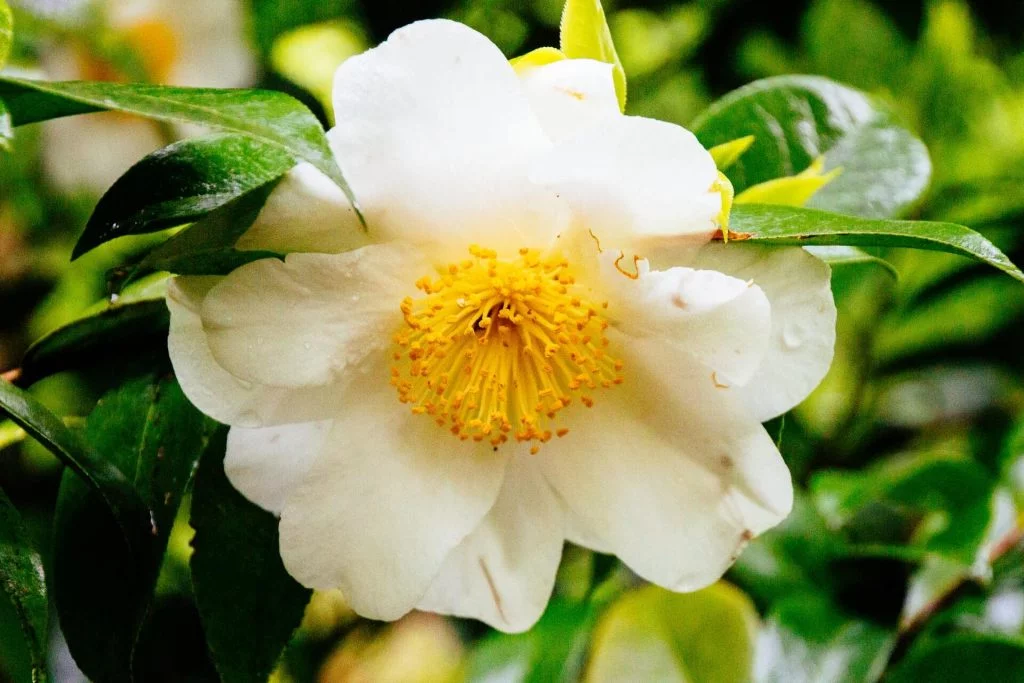 Η καμέλια με τα λευκά άνθη θεωρείται η πλέον ευαίσθητη και μάλλον, εκείνη που θα παρουσιάσει πιο εύκολα την πτώση των μπουμπουκιών σε αντίξοες συνθήκες.