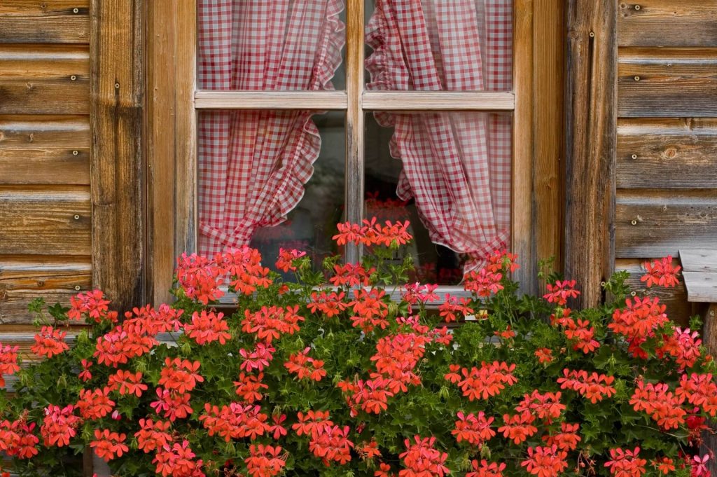 Ένα ανθοστόλιστο παράθυρο στη Γερμανία με κόκκινες βαμβακούλες.