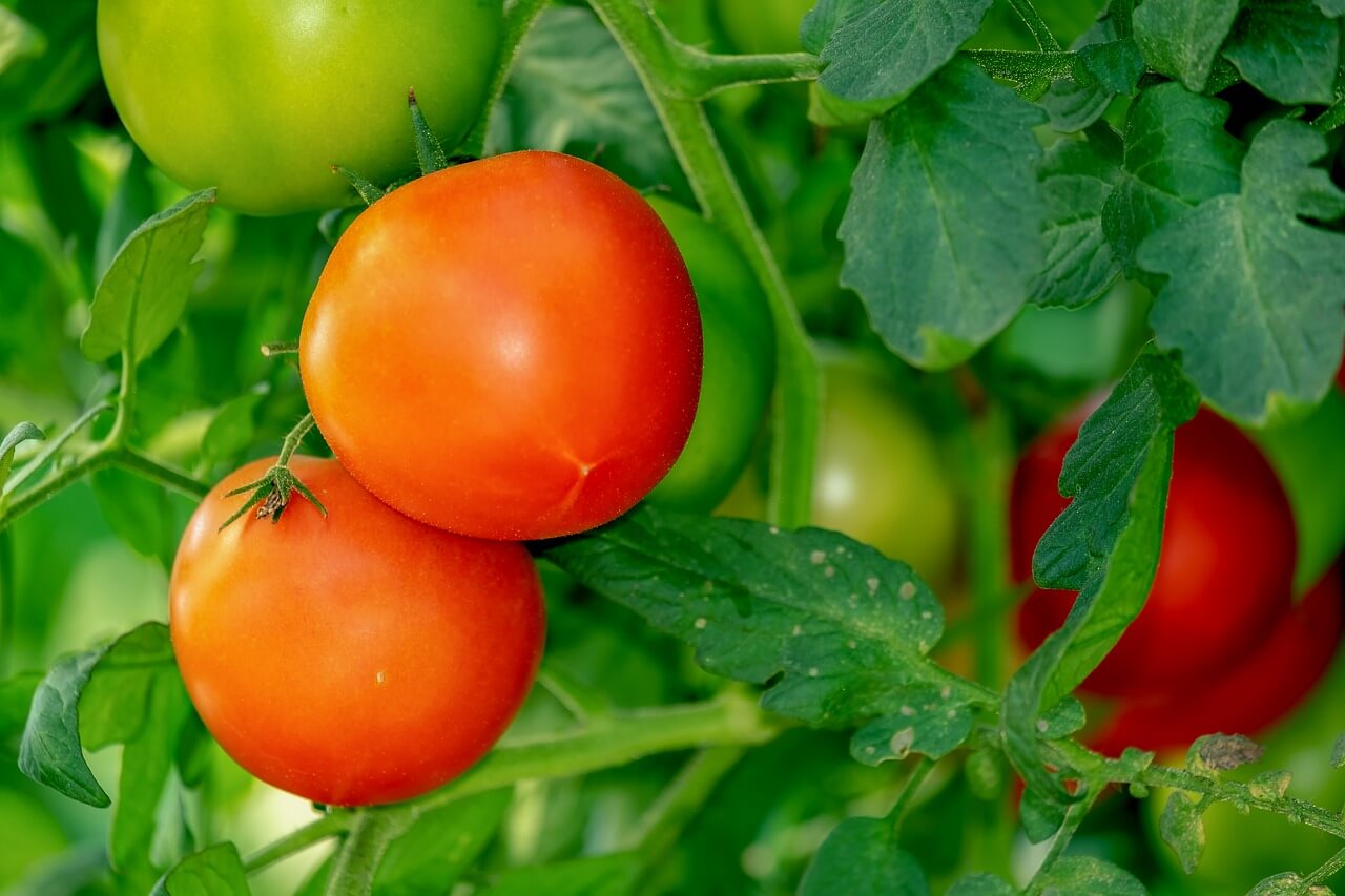 Οι ντομάτες σας θα ευνοηθούν πολύ από τον βασιλικό, σε κήπο ή βεράντα.