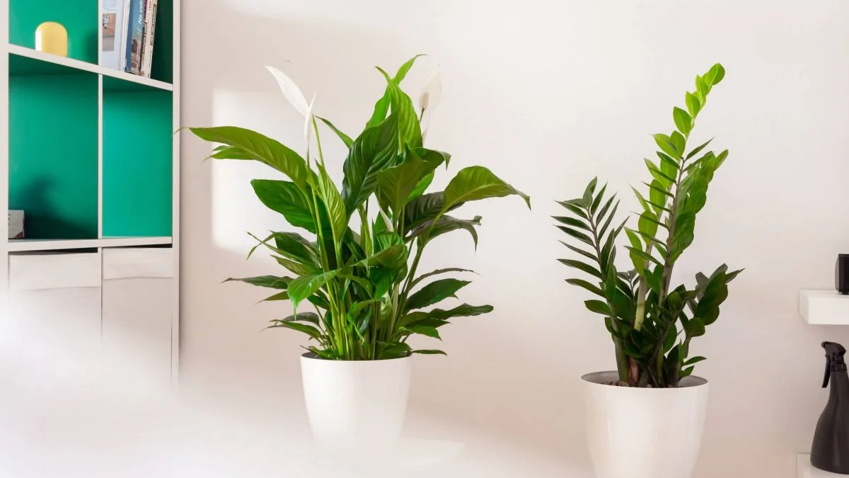 5 εύκολα φυτά για κάθε εσωτερικό χώρο!
