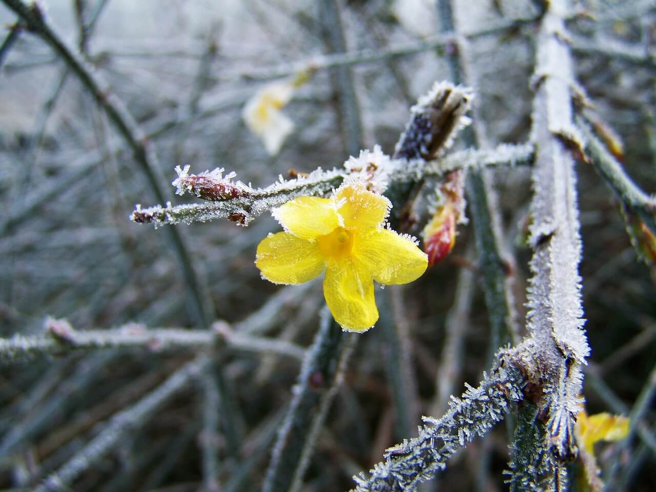 Το κίτρινο γιασεμί αντέχει πολύ στο κρύο και η άνθησή του δεν επηρεάζεται από το χιόνι. 