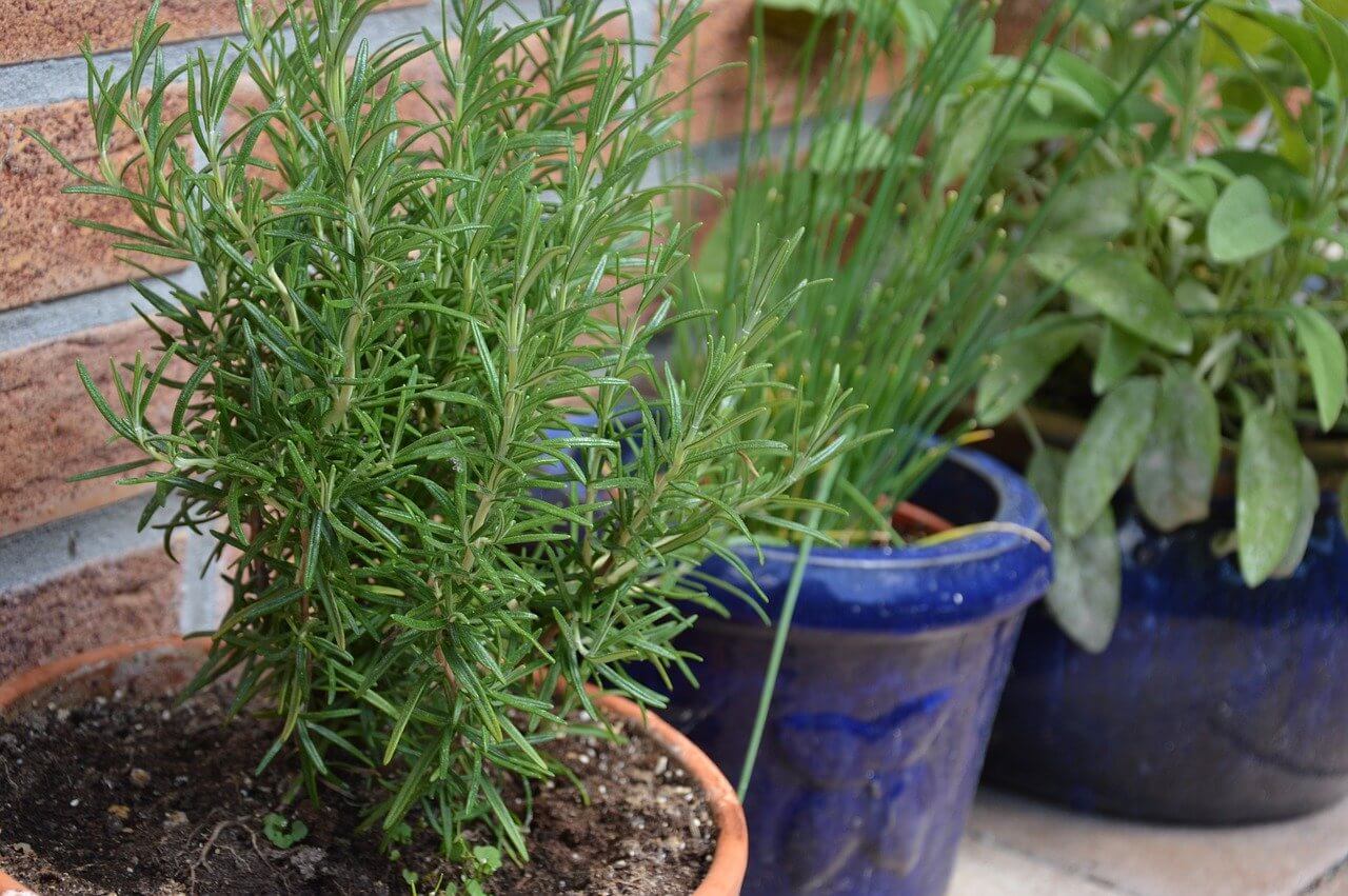 Στον κήπο, στη βεράντα, ακόμα και στην αυλή ή την ταράτσα, συνδυάστε το δενδρολίβανο με άλλα αρωματικά φυτά.