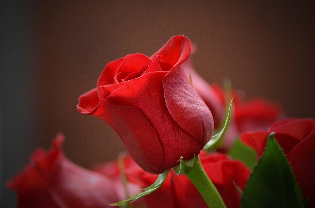 Το κόκκινο τριαντάφυλλο είναι το σύμβολο του πάθους και της αληθινής αγάπης, ανά τους αιώνες.  