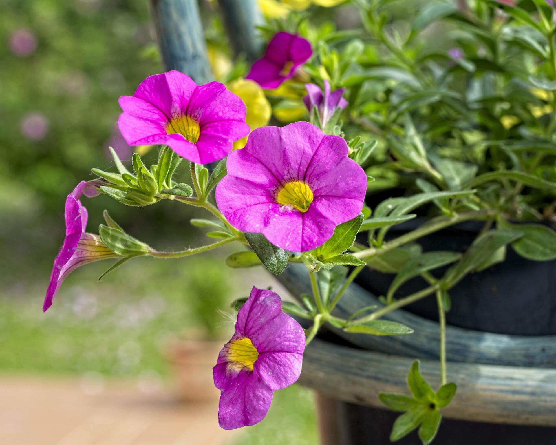 Σερφίνια: η ποικιλία της πετούνιας με μικρότερα άνθη και μακρείς βλαστούς, για έρπουσα ή κρεμαστή ανάπτυξη!