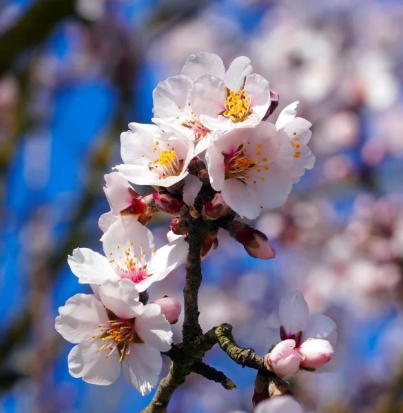 almond tree